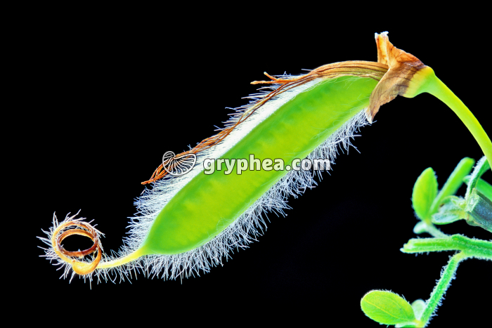 Genêt (Cytisus scoparius) -  Gousse jeune  - gryphea.com